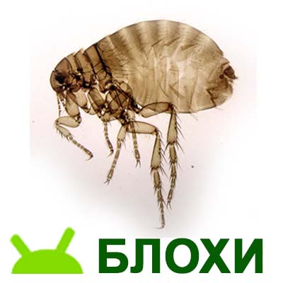 уничтожение блох, блохи в подвале травить