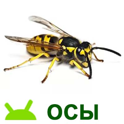 уничтожение осы, шершеней, снять гнездо осы 
