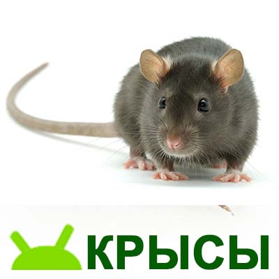 уничтожение крыс, дератизация в туле, мыши травить крыс