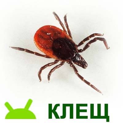 акарицидная обработка, клещи на дереве, травить клещей на даче