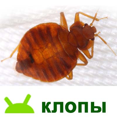 уничтожение клопов, клопы в квартире в диване травить